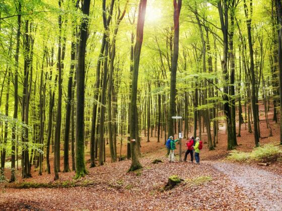 Buchenwald zwischen Heimathenhof und Volkersbrunn