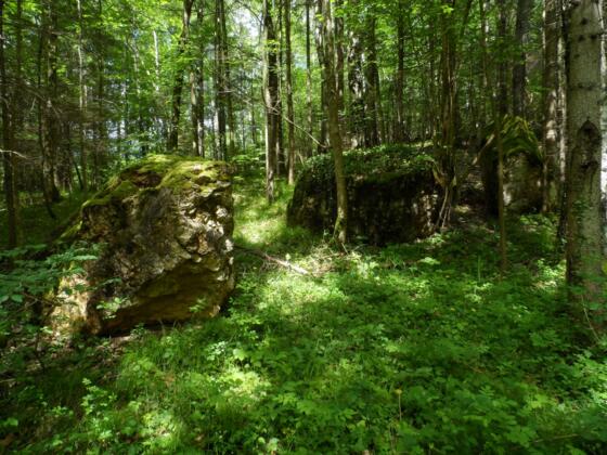 Findlinge im Wald