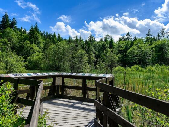 Erlebnisweg Moorwald Aussichtsplattform