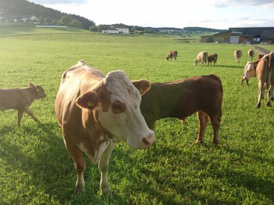 BIOJungrindNimmervoll