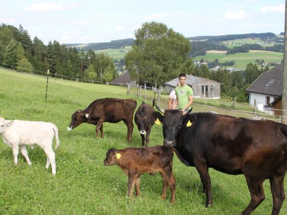 Kleinstcamping Naturöle Pauss - Wagyrinder