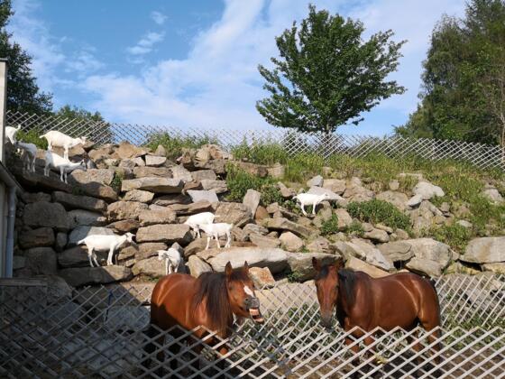 Bio Ziegenhof Woferlgut