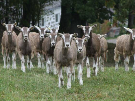 Bio Ziegenhof Holzmann