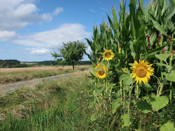Kleine Runde auf dem Steinlegendenweg
