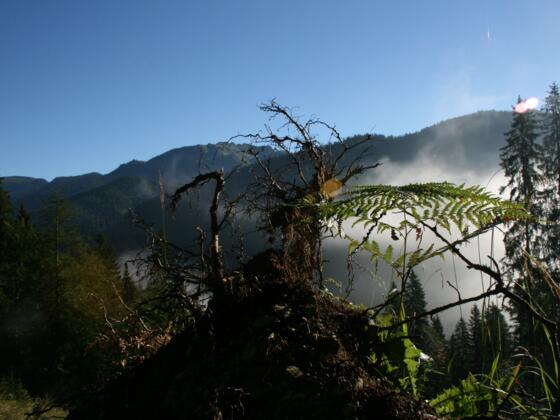 Urwald