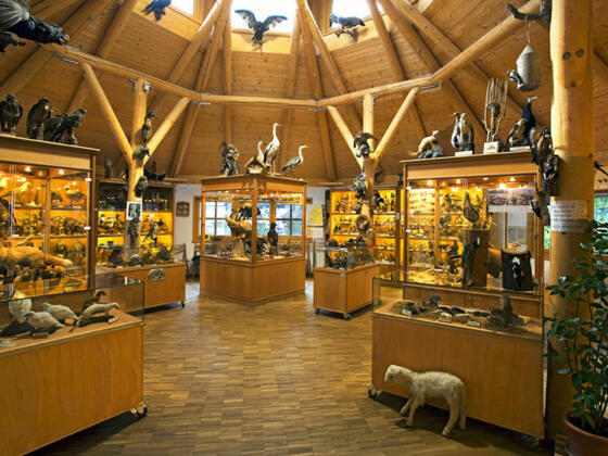Ausstellungsraum im Tierkundemuseum Brückmühl.