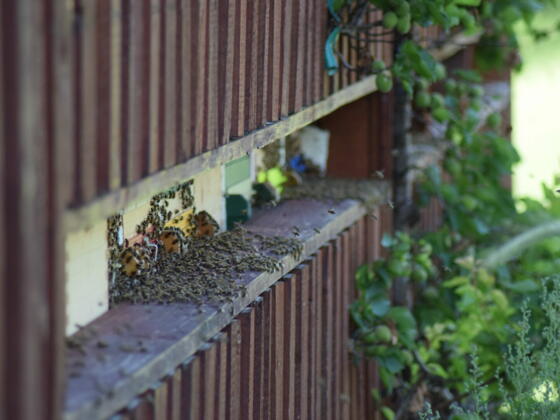 Bienen am Biohof Lutschauer