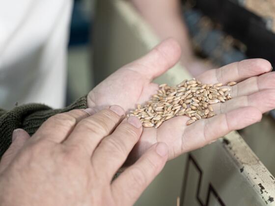 Getreide auf einer Handfläche - Symbolbild
