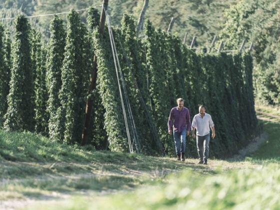 SpaziergangHopfen_OberoesterreichTourismusMuehlviertlerAlmFreistadtRobertMaybach