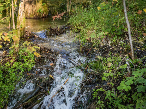 Wasser ist Leben: Die Marzoller Au