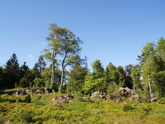 Hochberg