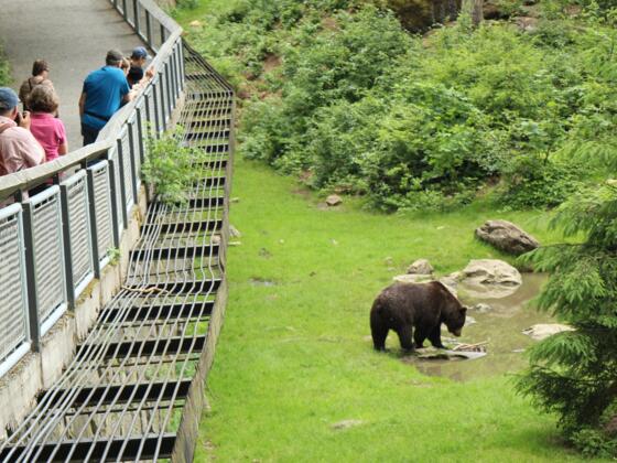 Tier-Freigelände im Nationalparkzentrum Lusen