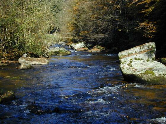 Waldaist bei Tragwein