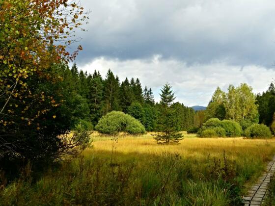Bohlensteg im Großen Filz