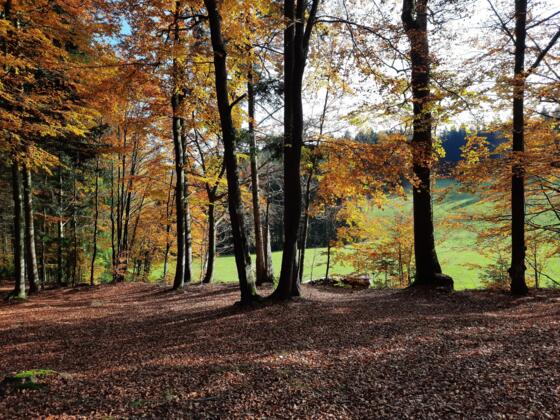 Wanderweg Dachs