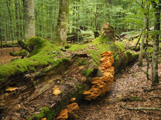 Urwald-Reliktgebiet Mittelsteighütte