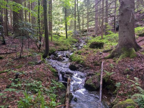 Wanderweg Fledermaus