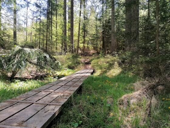Wanderweg Falke