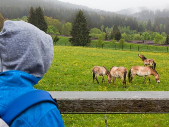 Wildpferde beim Haus zur Wildnis