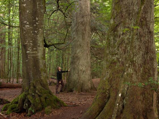 Urwald Hans-Watzlik-Hain