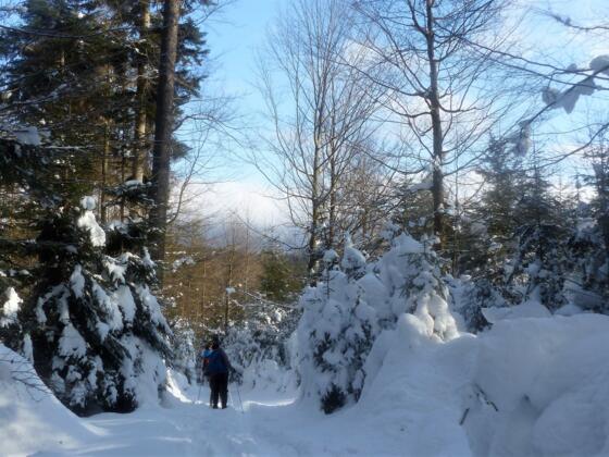 Wilder Winterwald
