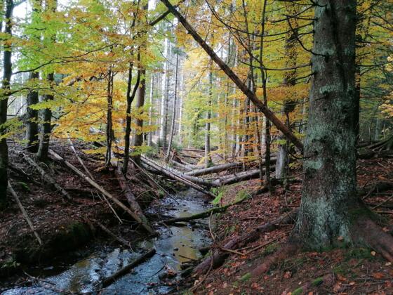 Wanderweg Hirschgeweih