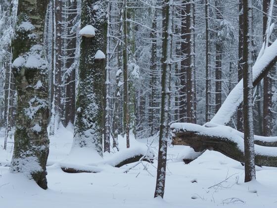 Winterwald