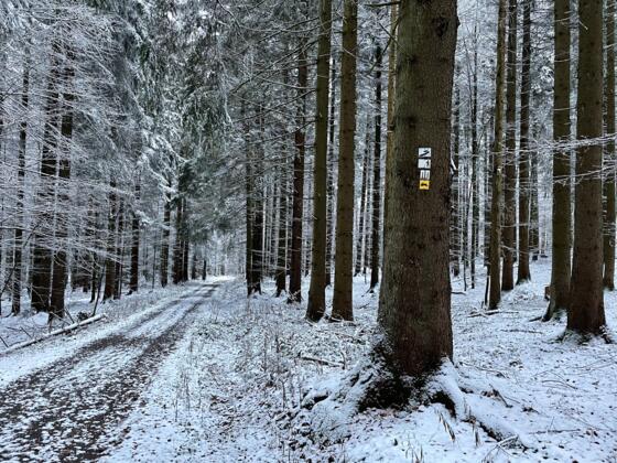 Wanderweg Feldhase im Winter