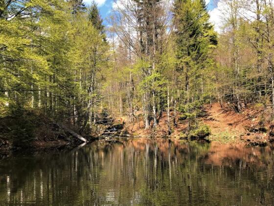 Sagwasserklause