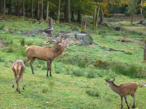 Rotwild im Hirschgehege Scheuereck