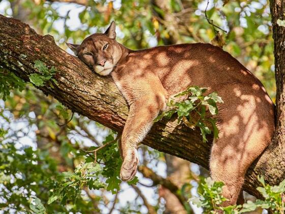 Puma im Tierpark Altenfelden