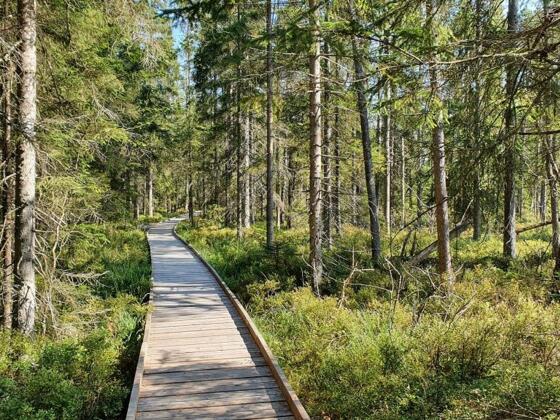 Steg in die Bayrische Au