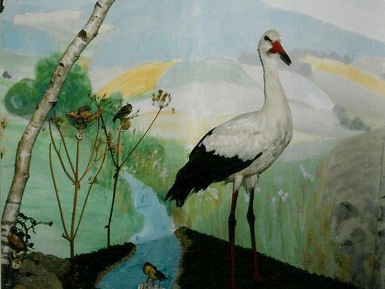 Vogelmuseum - Weißstorch