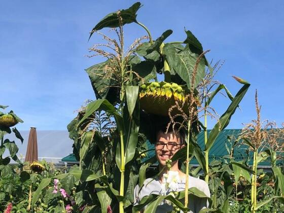 Risensonneblume im Garten