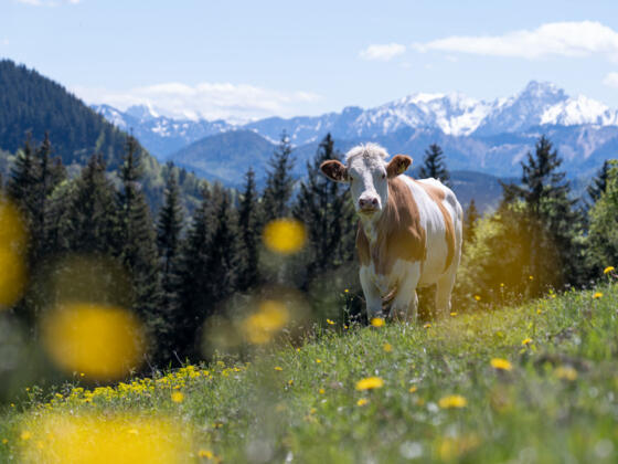 Kuh auf der Weide - Symbolbild