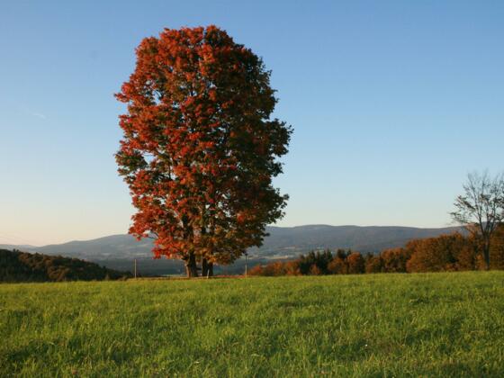 60 Jahre alte Bergahornbäume - ruhiger Rastplatz