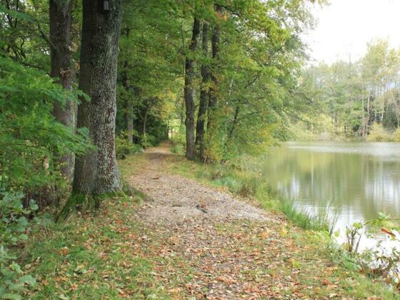 Bäume am Ziegelteich