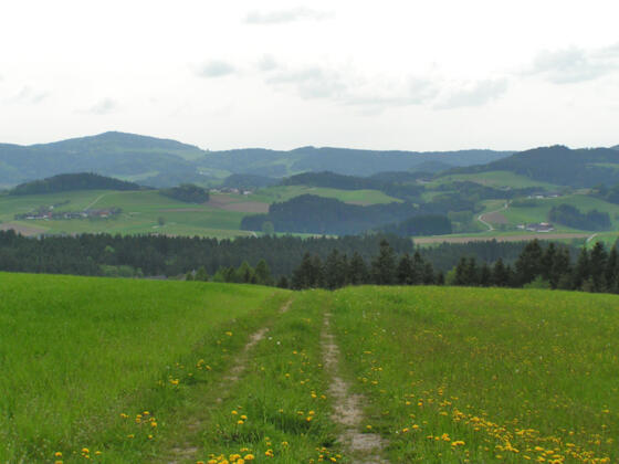 Saubergerweg