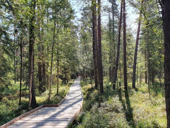 Pruegelweg in die Bayrische Au