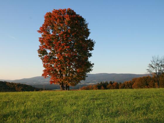 Naturbesonderheiten am Weg der Entschleunigung