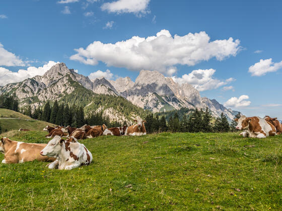 Litzlalm © SalzburgerLand Tourismus