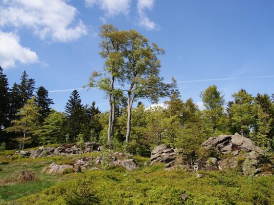 Hochberg (1025 m)
