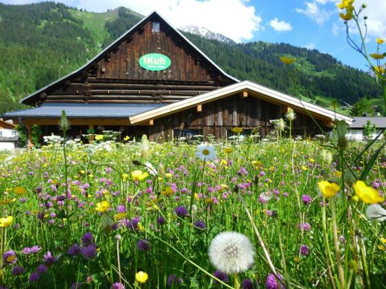 iKuh Schöne Ideen Sommer