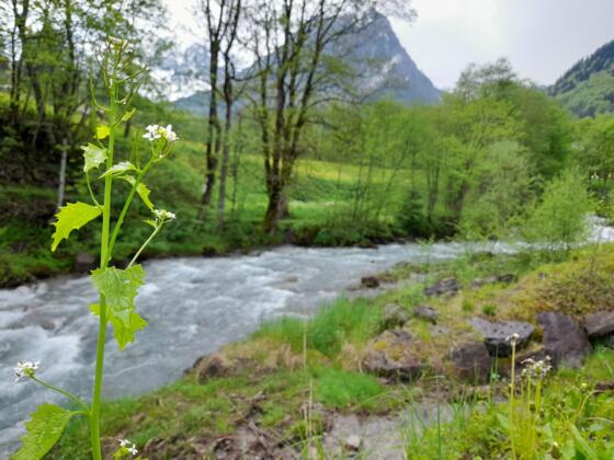 Alvierbach