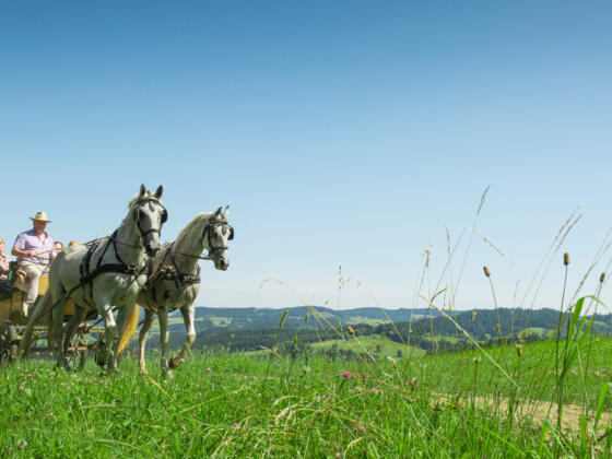 Kutschenfahren im Pferdereich Mühlviertler Alm