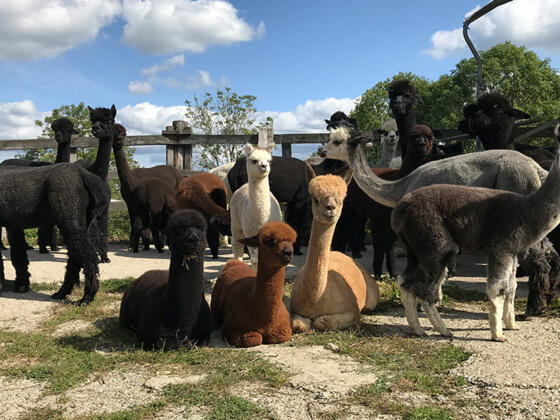 Oberstein Alpaca Herde