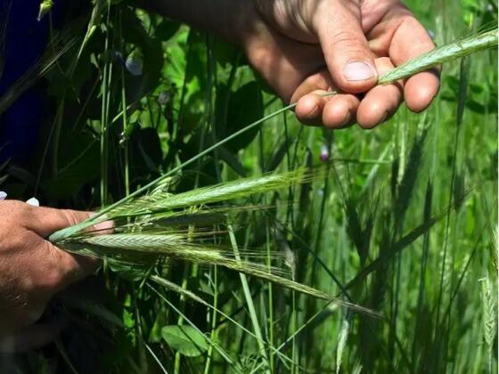 Biohof Fröhlich-Kriechbaum