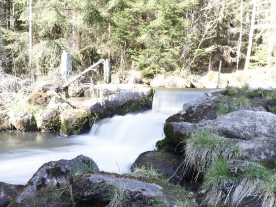 Die Maltsch unterhalb des Rauschender Felsen
