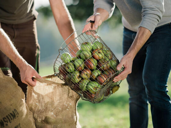 2 Personen mit Korb voller Äpfel - Symbolbild