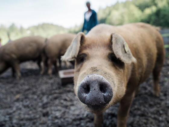 Schwein im Freien - Symbolbild